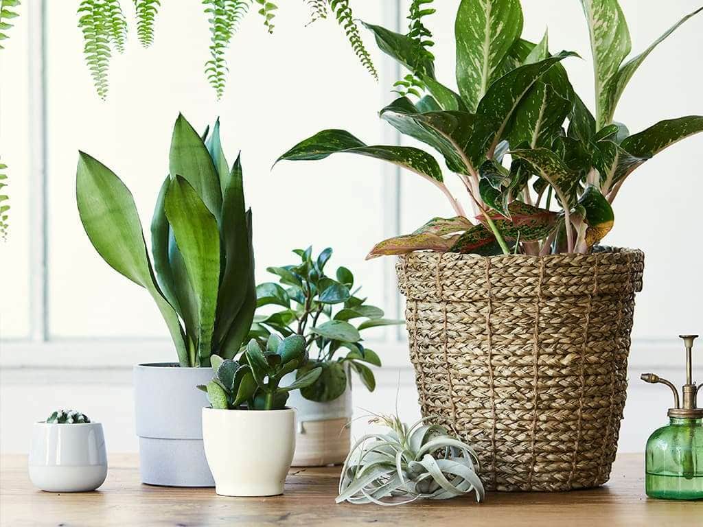 Plantes