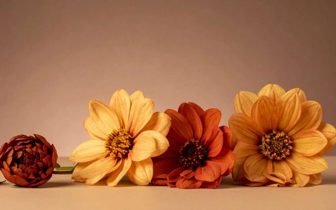 Notre sélection de fleurs pour l’automne