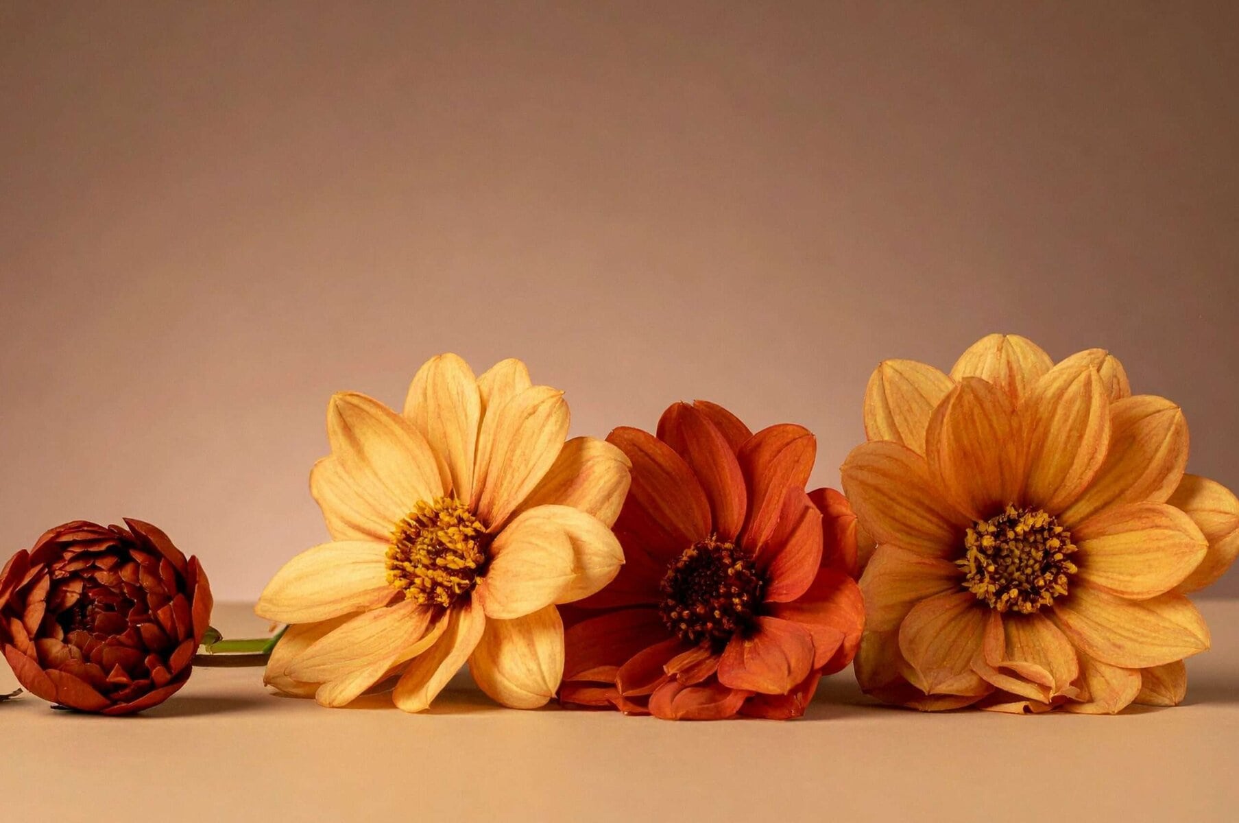 Article Kallisté - Notre sélection de fleurs pour l’automne