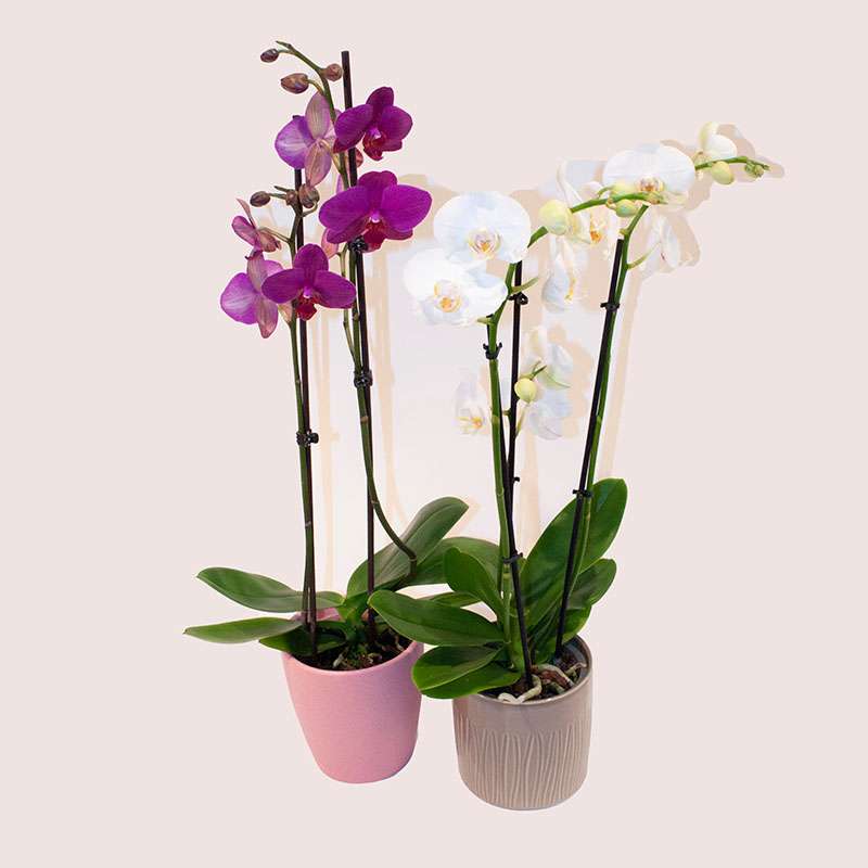 Orchidée papillon (Phalaenopsis)